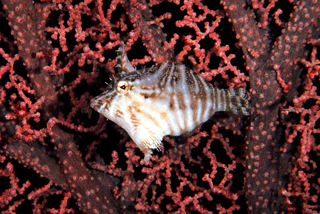 Acreichthys radiatus (Pesce lima raggiato)